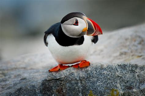 Sound Science: Where do puffins go in the winter? - The Cordova Times