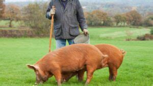 What Are Tamworth Pigs Known For? | All About Tamworth Pigs - Farm and ...