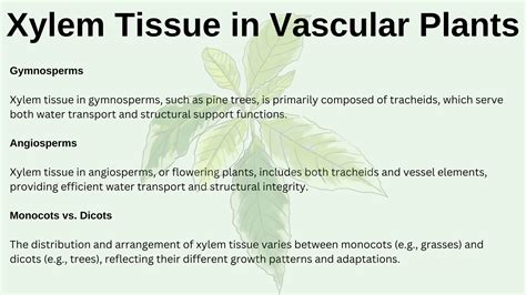 Xylem Tissue a type of vascular Tissue in plants. pdf | PDF