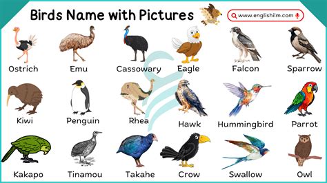 Bird Names with Pictures | List of Birds and Types of Birds