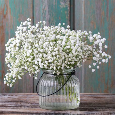 Gypsophila Paniculata (Baby's Breath) White – Easy To Grow Bulbs