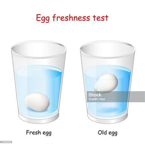 Egg Freshness Test Two Glasses Of Water And Eggs Stock Illustration ...