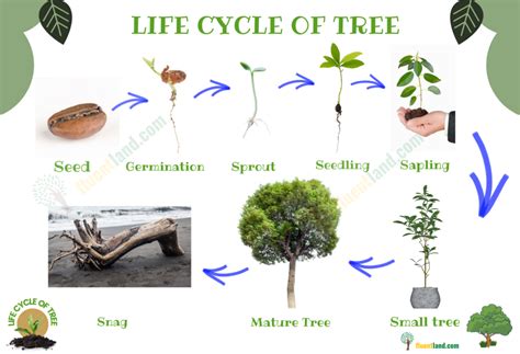 Tree Life Cycle 的图像结果