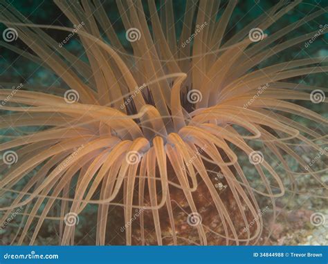 Sea Anemone Species