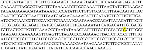 A Novel A > G Polymorphism in the Intron 1 of LCORL Gene Is ...