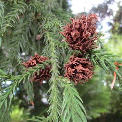 Cryptomeria japonica in Insole Court