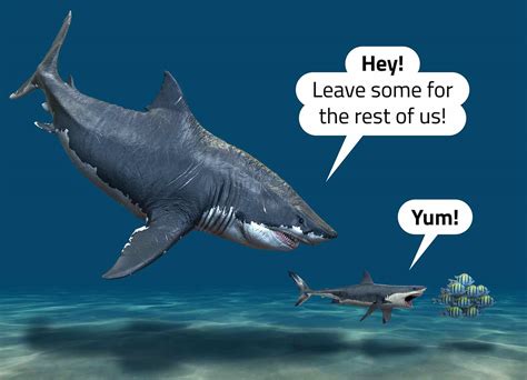Shark Vs. Megalodon - B-School News