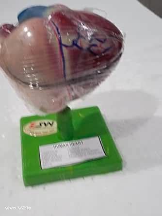 HUMAN HEART MODEL 3D Model for Medical Education & Classroom Use ...