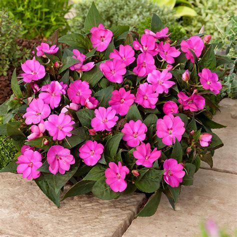 Sunstanding Impatiens Vs Sunpatiens at Oliver Howell-price blog