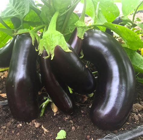 Free photo: Organic eggplants - Abundance, Horizontal, Raw - Free ...