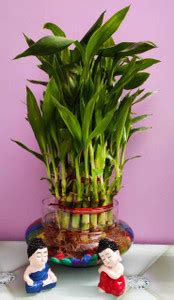 WG Wood Gibbs Three Layer Bamboo Plant Price in India - Buy WG Wood ...