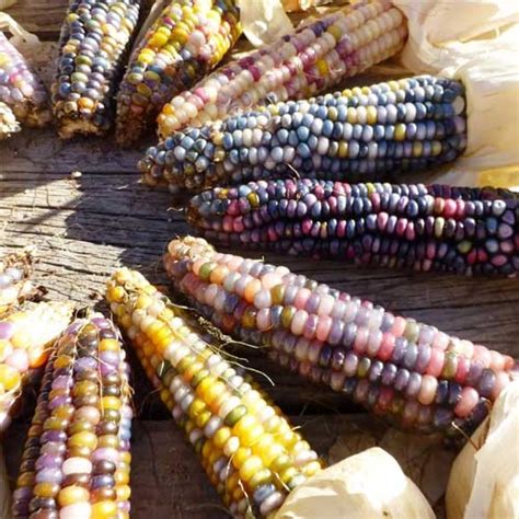 Ornamental Multi-Colour Corn Seeds – Decorative Corn Cobs for Seasonal ...