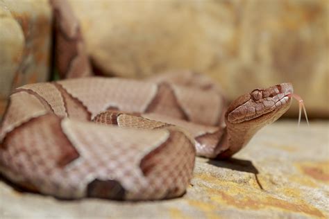 Baby copperheads will emerge earlier in North Carolina, due to warmer ...
