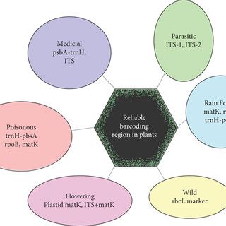Image result for DNA Barcoding Plants