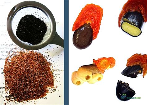 Image result for Seed Testing Lab