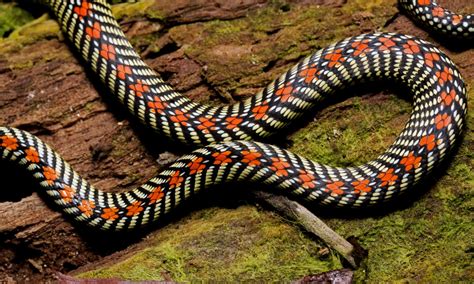 Flying Snake Animal Facts - Chrysopelea - A-Z Animals