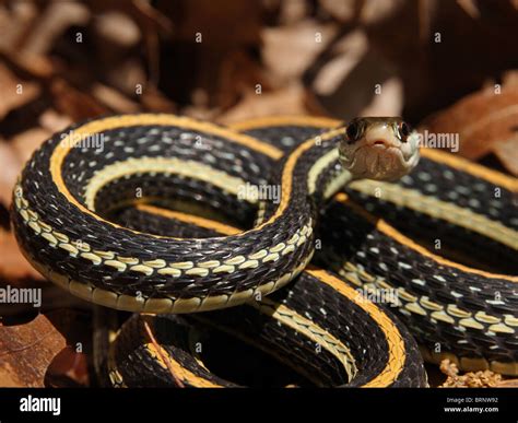 Western Ribbon Snake (Thamnophis proximus Stock Photo - Alamy