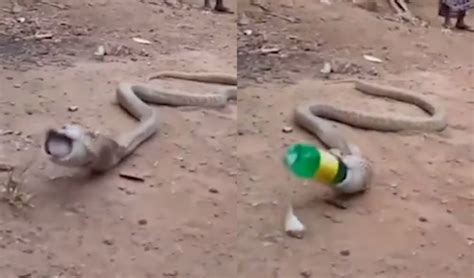 Cobra Accidentally Swallows A Plastic Bottle In Goa, Villagers Look On ...