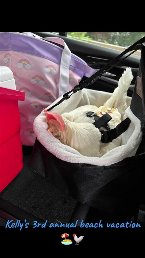 Kelly's beach vacation set to The Kelly Song from Cheers : r/HouseChickens