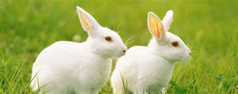 2011年属兔是什么命 属兔的人请注意了_知秀网
