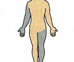 Image result for Contralateral Body Parts Example