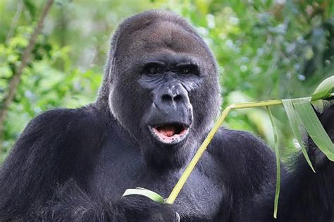 Disney World's oldest gorilla dies as heartbroken fans pay tribute to ...