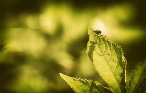 Wallpaper sheet, background, insect for mobile and desktop, section ...