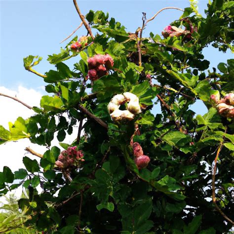 Buy Fresh and Hardy Inga Dulce, Pithecollobium Dulce, Madras Thorn, an ...