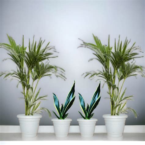 Indoor Urban Oasis Combo: Snake Plant & Areca Palm - Agridise