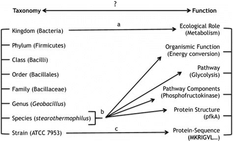 Image result for Linnaean Hierarchy Explained