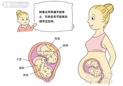 【大图】怀孕28周_双胞胎胎儿发育图_科普图库_太平洋亲子网