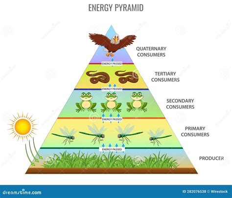 Biomass Pyramid