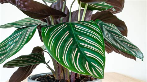 How To Propagate & Grow Prayer Plants