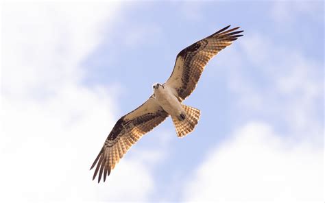 Download wallpaper 3840x2400 osprey, bird, sky, flight, bottom view 4k ...