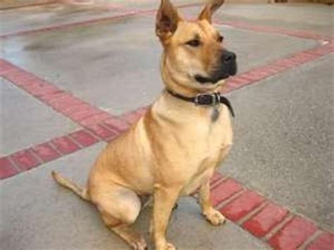 Gurgi the Adventure Dog and the Carnival of Tears eBook : Smith, Andrew ...