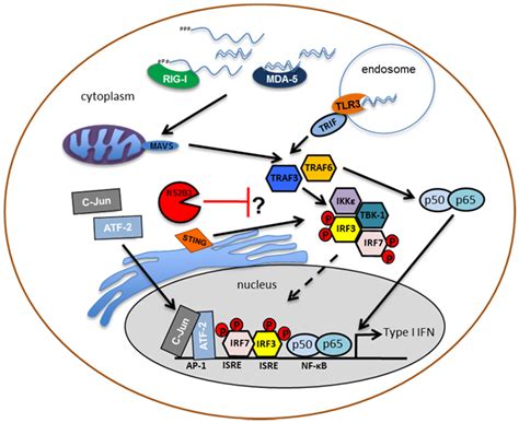 Viruses | Special Issue : Recent Progress in Dengue Virus Research