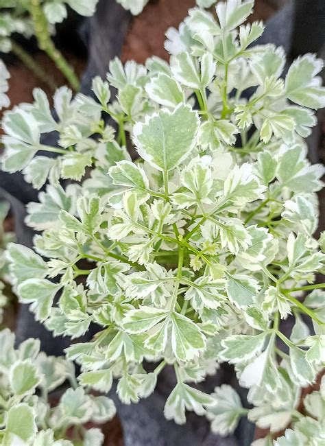 Dwarf Ming Aralia/Oak Leaf Aralia/Polyscias Fruticosa/Aralia Variegated ...