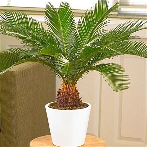 MRIDUL PLANT Cycas Cycus Revoluta Sotetsu King Sago Cycad Japanese Sago ...