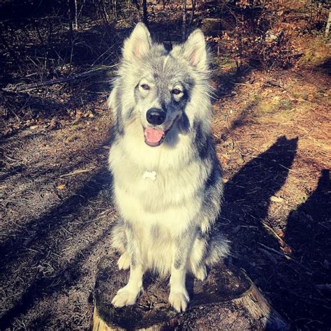 Samoyed Husky Mix (Samusky): Owner's Guide