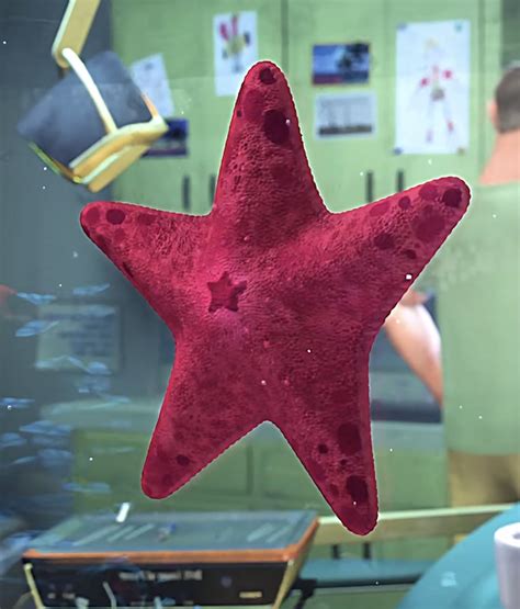 Starfish Finding Nemo