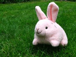 Image result for Cute Pink Bunny Face