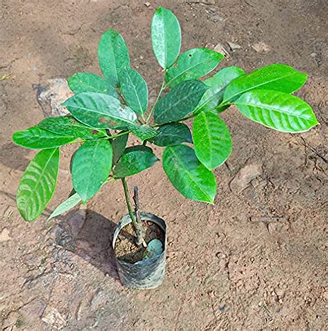 Dwarf Nutmeg Jathika Plant (Grafted) : Amazon.in: Garden & Outdoors