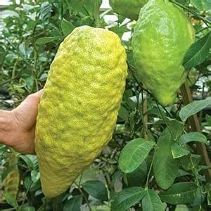 GreenCaart Gandharaj Lemon, Big Size Fruit, King of Fragrance/Kaffir ...
