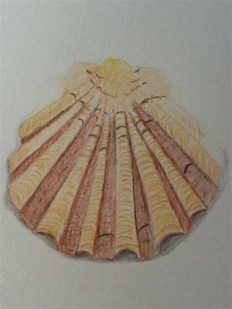 Image result for Pen Shell Drawing