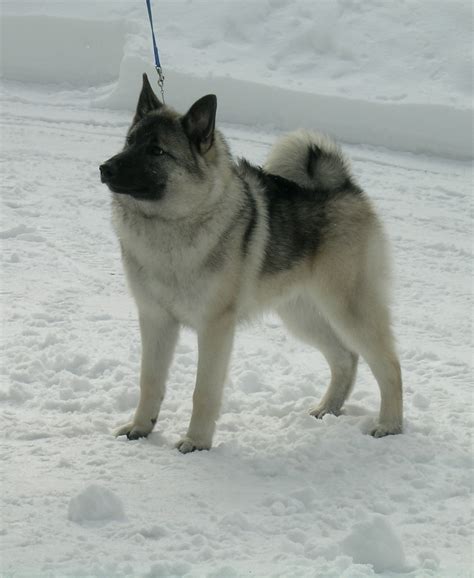 Norwegian Elkhound Breed Guide - Learn about the Norwegian Elkhound.