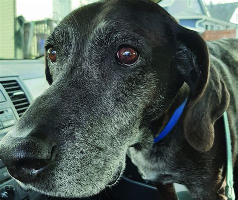 How To Help Dogs Kennel Cough