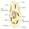 important diagram of chapter cell - Brainly.in