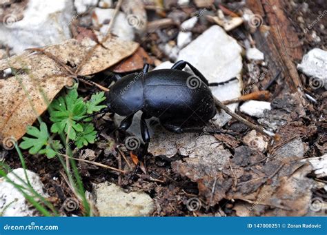 Predaceous Ground Beetle in the Nature. Stock Image - Image of soil, dwelling: 147000251