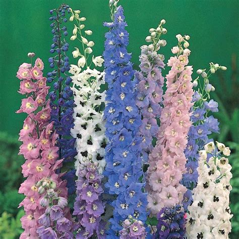 Perennial Flowers Growing From Seed The 14 Best Perennial Flower Seeds