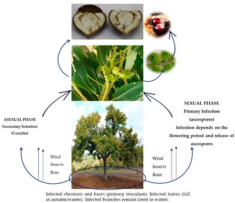Brown Rot Caused by Gnomoniopsis smithogilvyi (syn. Gnomoniopsis ...